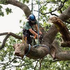 The Benefits of Professional Tree Service